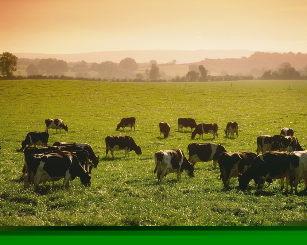 Friesian Cattle - Cattle Grazing Poster Print - 17 x 13