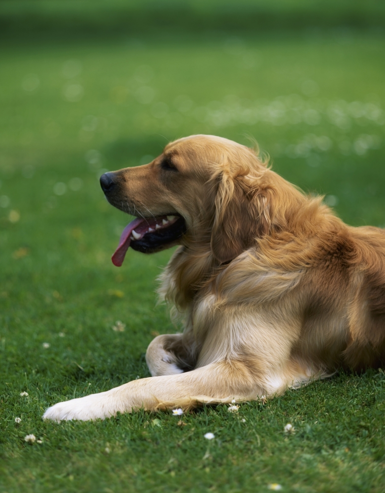 DPI1821463 Golden Retriever - Dog Laying in The Grass Poster Print by The Irish Image Collection, 13 x 17