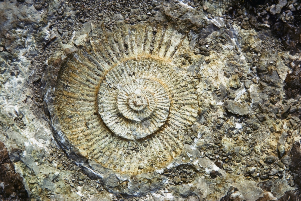 Fossil - Geology Poster Print by The Irish Image Collection, 18 x 12