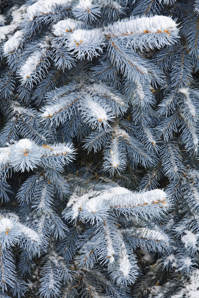 DPI1822155LARGE Blue Spruce Branches Covered in Snow Poster Print by Carson Ganci, 22 x 34 - Large