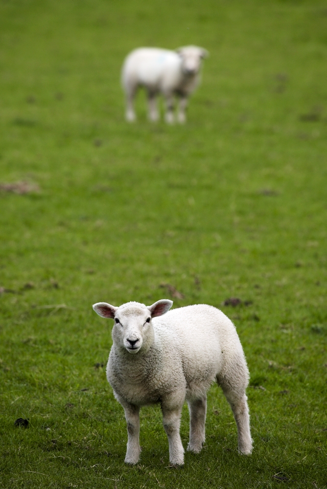 Lambs in a Field Poster Print by Chris Upton, 22 x 34 - Large