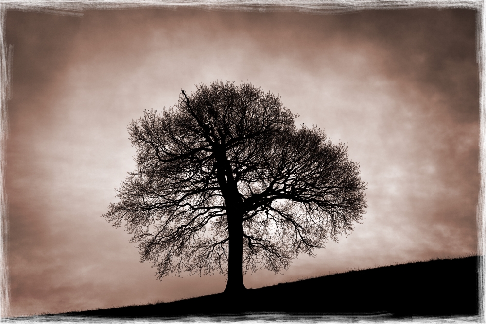 Tree Against A Stormy Sky Poster Print by Chris Upton, 34 x 22 - Large