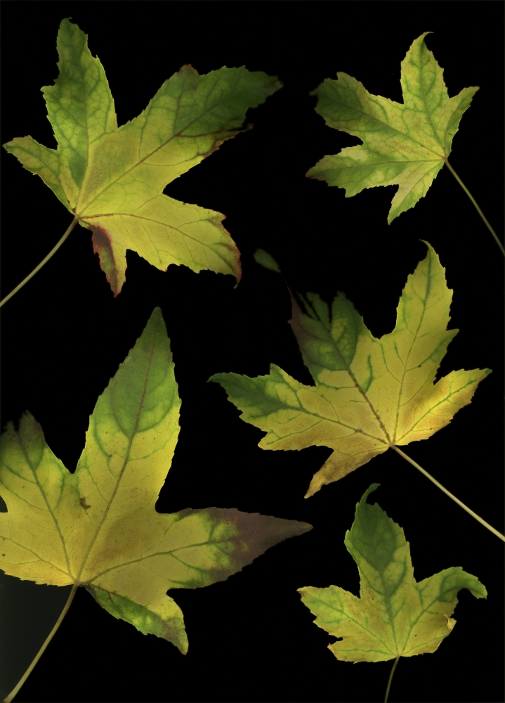 Colorful Autumn Leaves Poster Print by Deddeda - 24 x 34 - Large