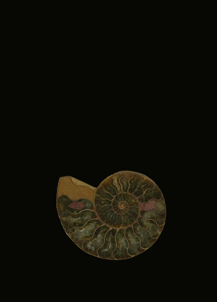 Fossilized Sea & Marine Shells Or Nautilus Poster Print by Deddeda, 12 x 17