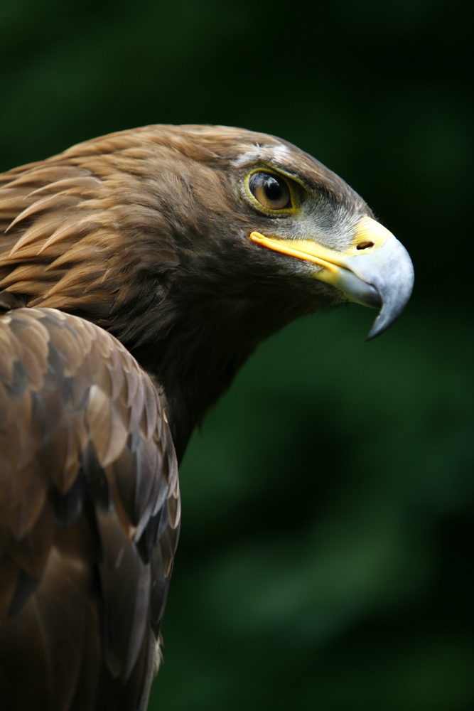 DPI1829539LARGE Golden Eagles Face Aquila Chrysaetos Poster Print by Deddeda, 22 x 34 - Large