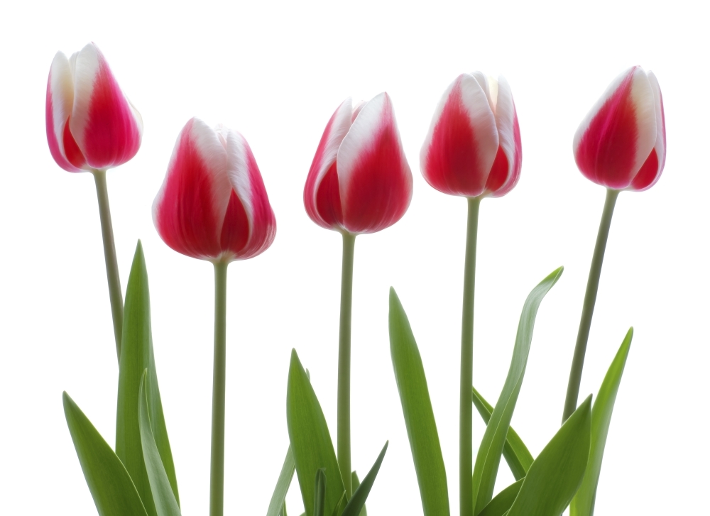DPI1829968 Row of Pink Tulips On White Background Poster Print by Chris & Kate Knorr, 18 x 13