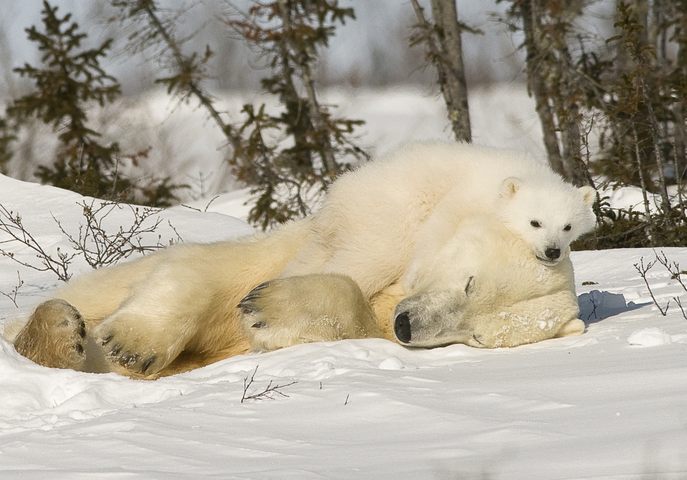 Polar Bear with Cub in Snow Poster Print by Robert Brown, 17 x 12