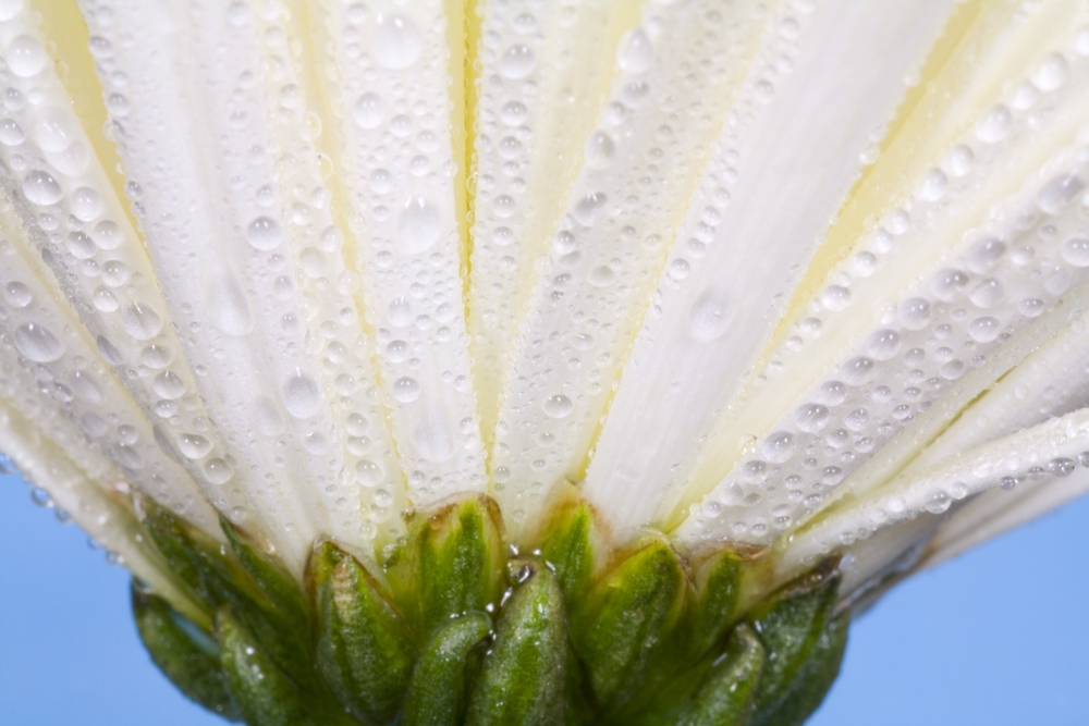 White Flower Head with Dew Poster Print by Craig Tuttle - 17 x 11