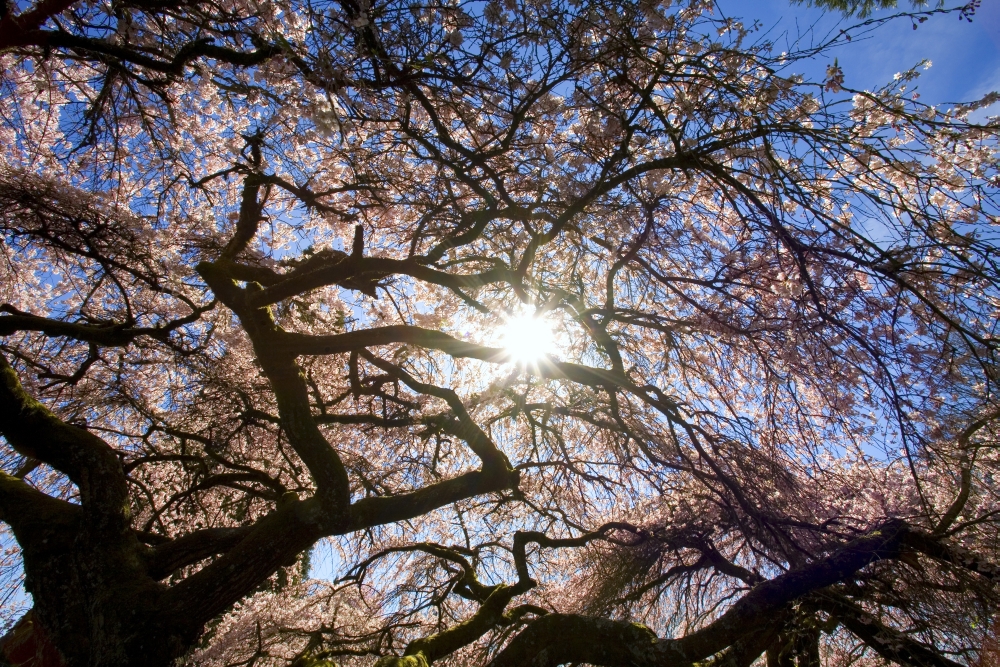 Sunlight Shining Through Tree Branches Poster Print by Craig Tuttle, 34 x 22 - Large