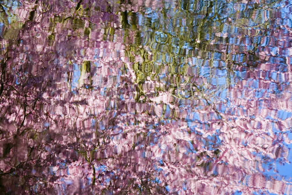 Spring Blossoms Reflecting in Lake Poster Print by Craig Tuttle - 17 x 11
