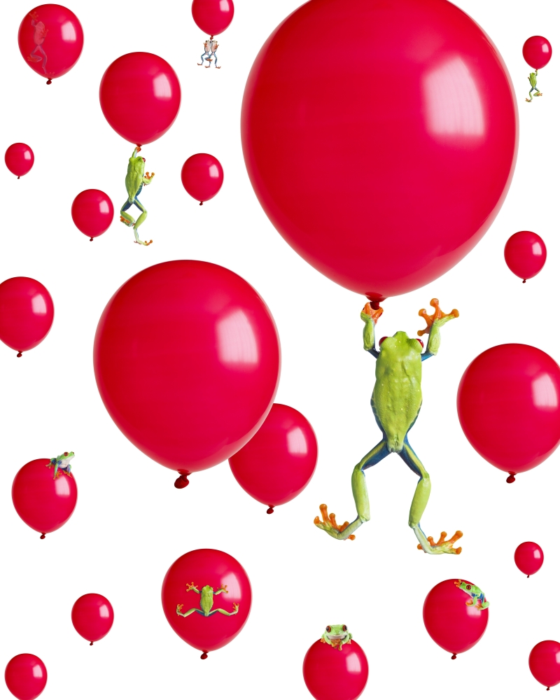 DPI1820121LARGE Red-Eyed Treefrogs Floating On Red Balloons Poster Print by Corey Hochachka, 26 x 32 - Large