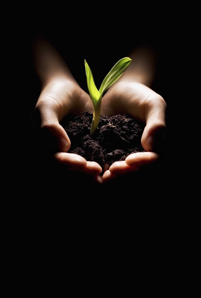 Hands Holding A Seedling Poster Print by Chris & Kate Knorr - 24 x 36 - Large