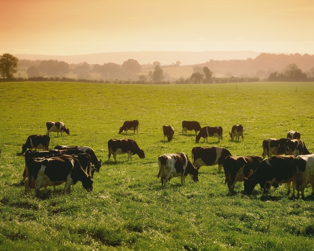 Friesian Cattle - Cattle Grazing Poster Print - 34 x 26 - Large