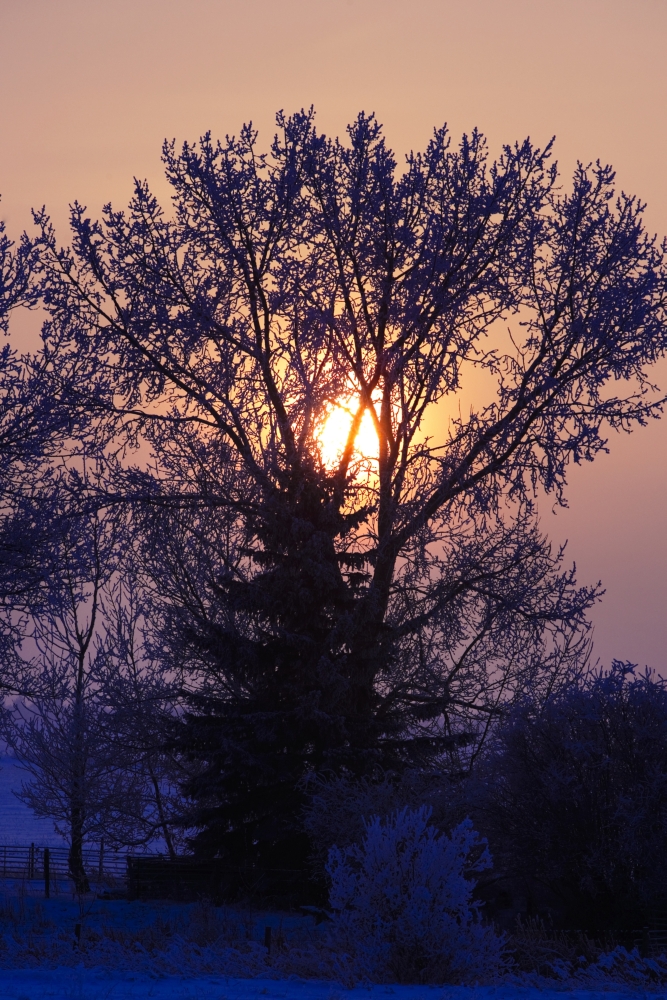 Sunrise Through A Tree in Winter Poster Print by Richard Wear