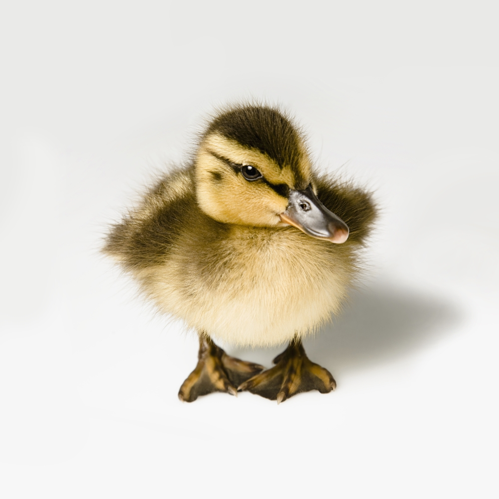 Duckling Poster Print by Leah Hammond, 24 x 24 - Large