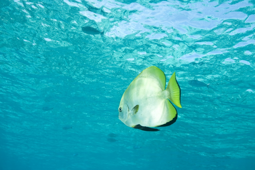 Batfish in Water Poster Print by Stuart Westmorland, 36 x 22 - Large
