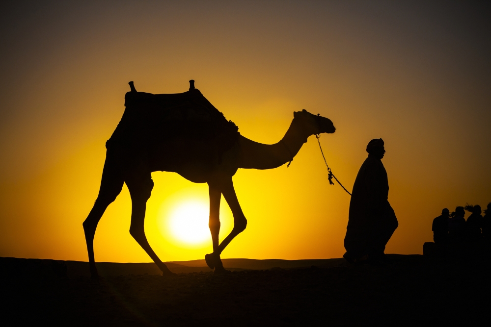 DPI12305625 An Egyptian Man Silhouetted by The Setting Sun Leads A Camel Across The Desert - Cairo Egypt Poster Print by Matt Brandon, 19 x 12