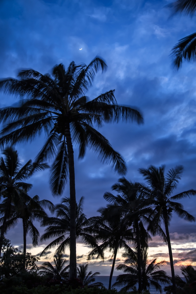 DPI12305826LARGE Silhouetted Palm Trees Under A Cloudy Sky At Sunset - Hawaii United States of America Poster Print by Scott Mead, 24 x 38 - Large