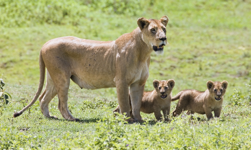 Lioness with Cubs Poster Print by Carson Ganci - 20 x 11