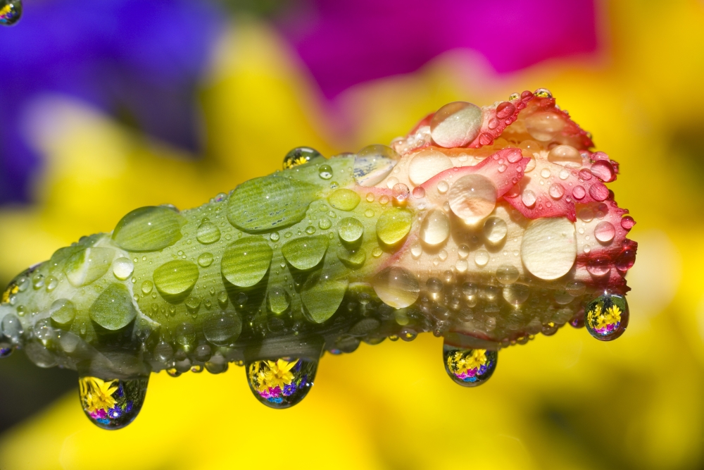 Water Drops On A Budding Flower Poster Print by Craig Tuttle - 17 x 11