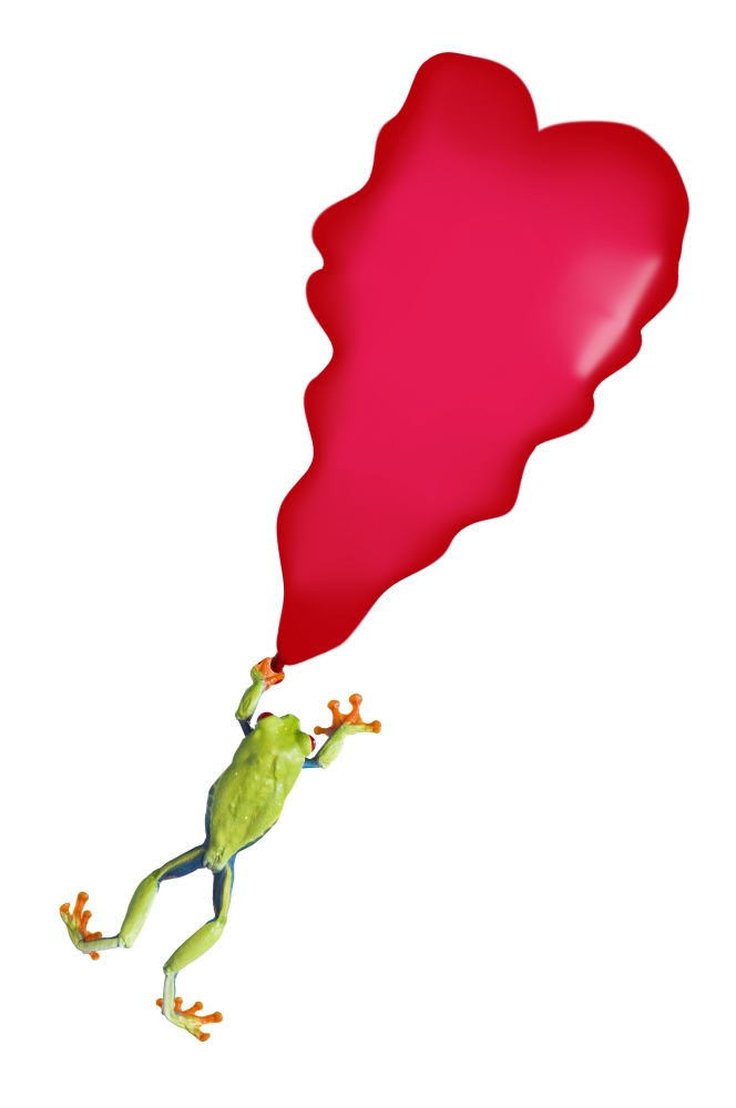 Red-Eyed Tree Frog Agalychnis Callidryas Holding On To A Deflating Balloon Poster Print by Corey Hochachka, 22 x 34 - Large