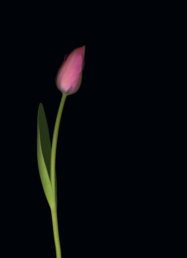 Pink Tulip Poster Print by Deddeda - 12 x 17