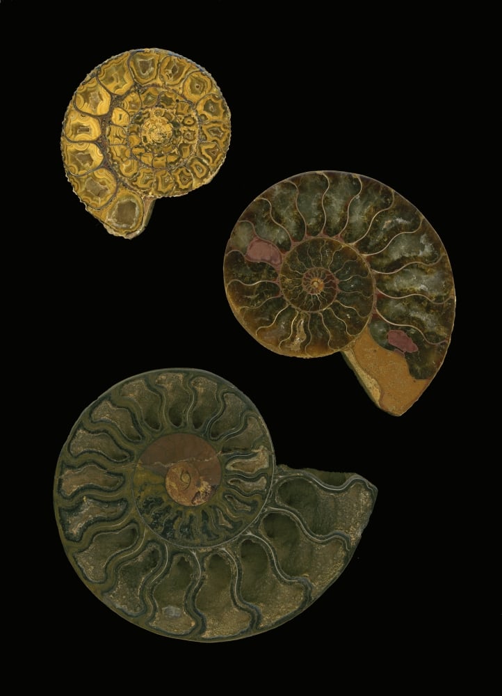 Fossilized Sea & Marine Shells Or Nautilus Poster Print by Deddeda, 24 x 34 - Large
