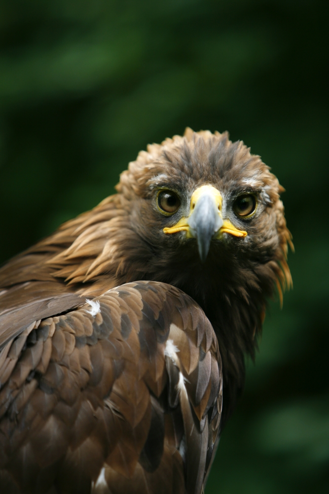 DPI1829537LARGE Golden Eagles Face Aquila Chrysaetos Poster Print by Deddeda, 22 x 34 - Large