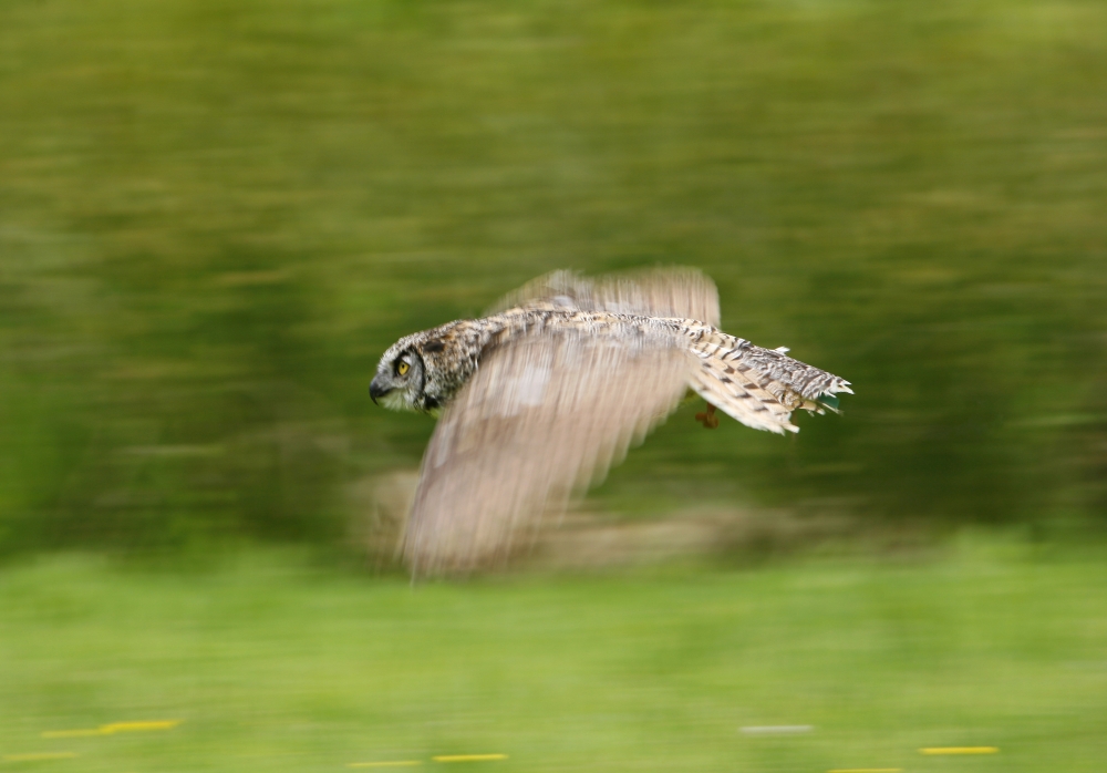 Great Horned Owl Bubo Virginianus Poster Print by Deddeda - 17 x 12