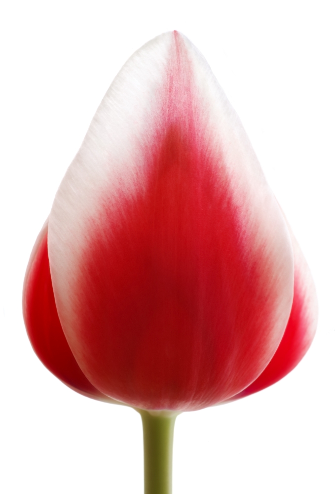 Red Tulip Poster Print by Chris & Kate Knorr, 24 x 36 - Large