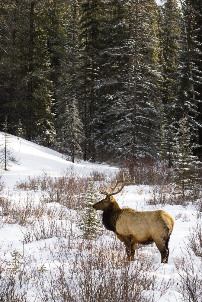 Elk in Winter Forest Banff National Park Alberta Canada Poster Print by Philippe Widling - 11 x 17