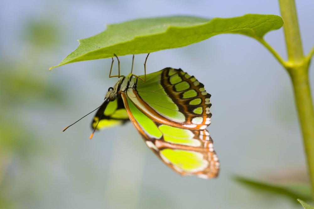 Malachite Butterfly On Leaf Poster Print by Craig Tuttle, 34 x 22 - Large