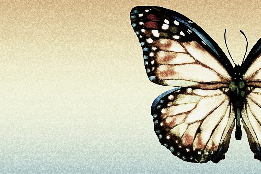 Artistic Butterfly Poster Print by Chris & Kate Knorr - 36 x 24 - Large