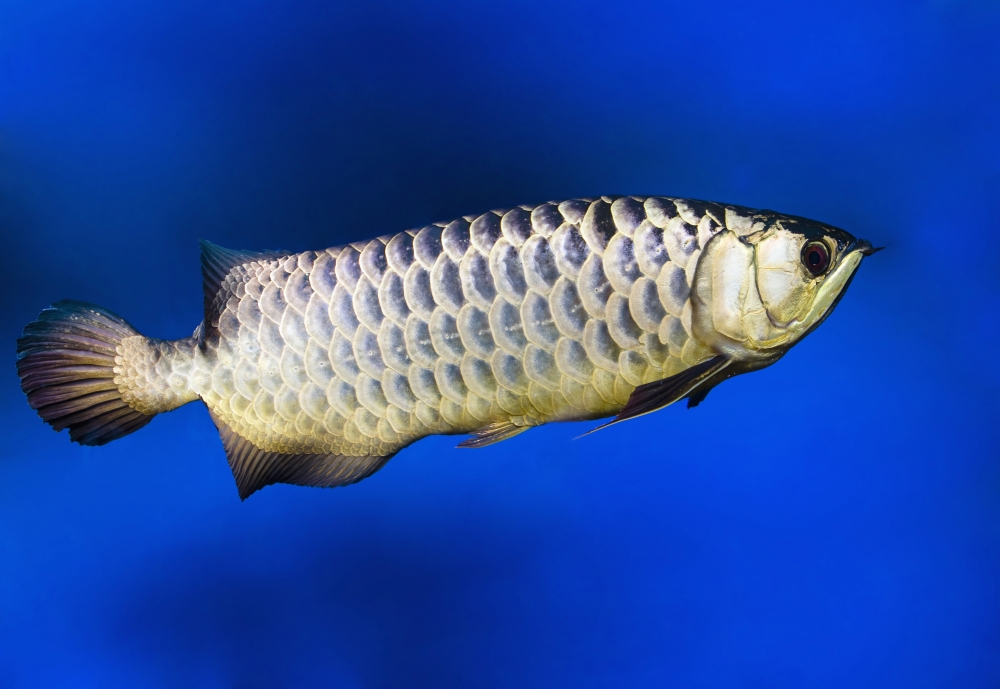 Fish Poster Print by Steve Nagy - 18 x 12