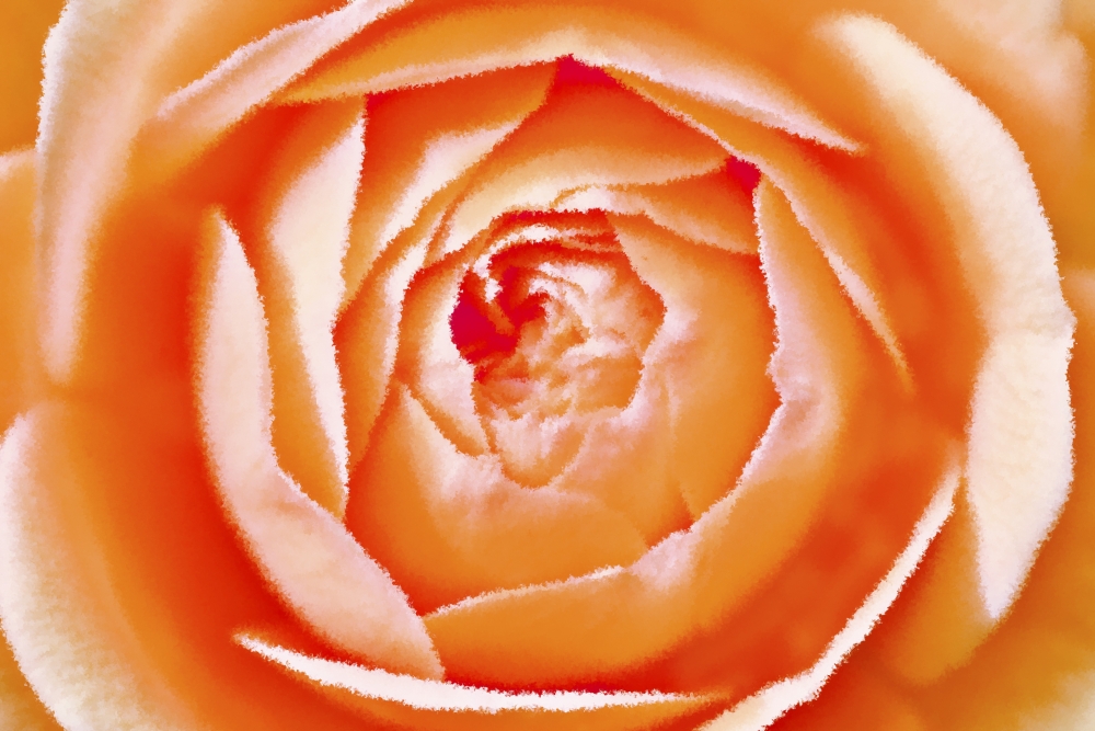 Orange Rose Poster Print by Chris & Kate Knorr - 18 x 12