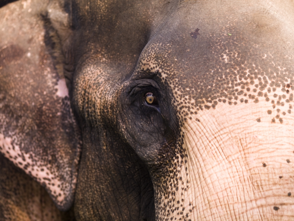 Close Up of Elephant Poster Print by Keith Levit - 18 x 13