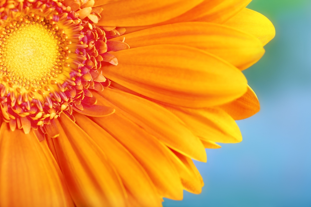 Orange Daisy Poster Print by Chris & Kate Knorr - 18 x 12