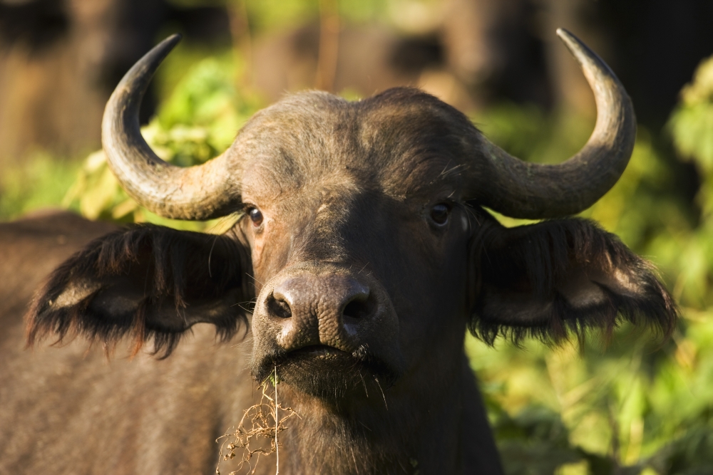 African Buffalo Syncerus Caffer Poster Print by Carson Ganci, 19 x 12