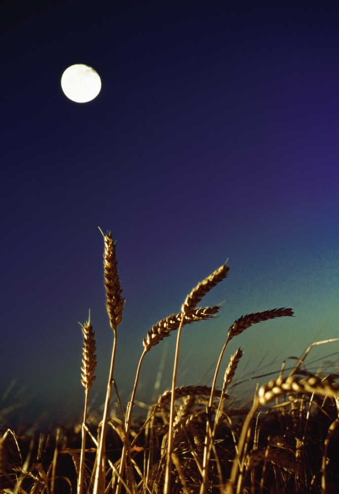 Wheat Field At Night Under The Moon Poster Print by The Irish Image Collection, 24 x 36 - Large