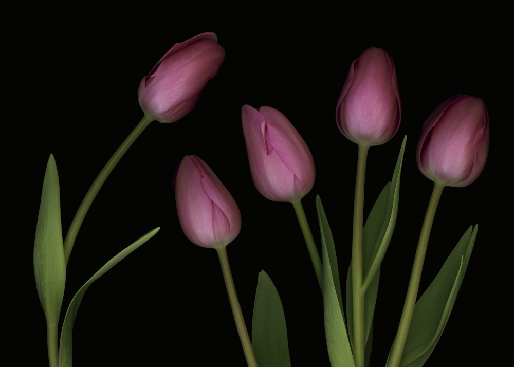 Pink Tulips Poster Print by Deddeda - 17 x 12