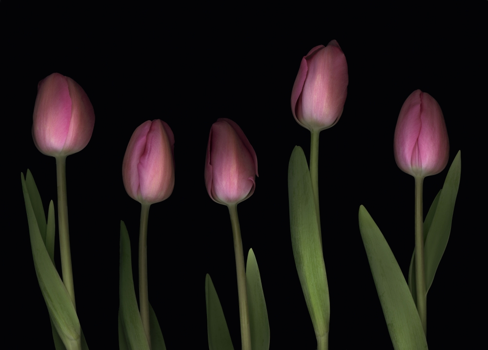 Pink Tulips Poster Print by Deddeda, 34 x 24 - Large