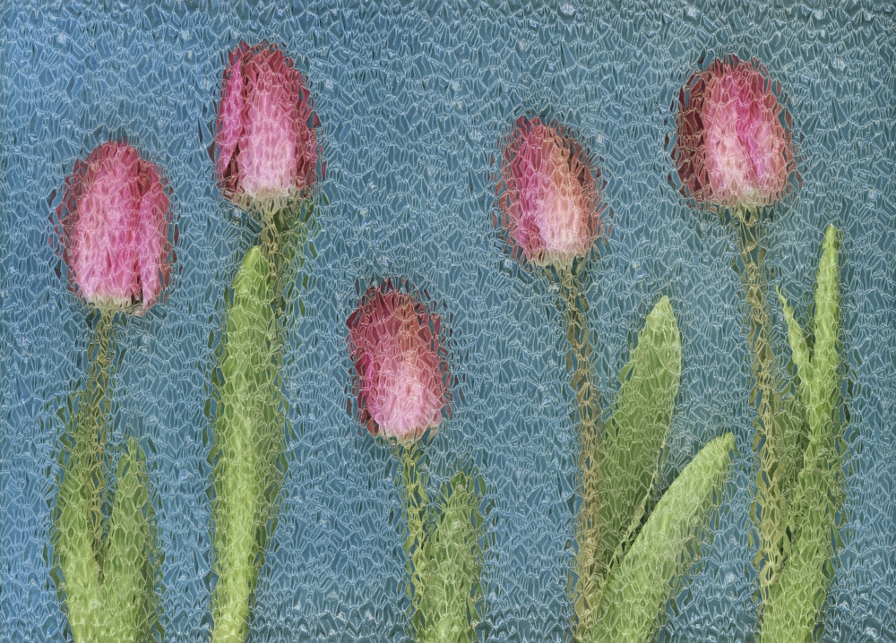 Pink Tulips Poster Print by Deddeda, 17 x 12