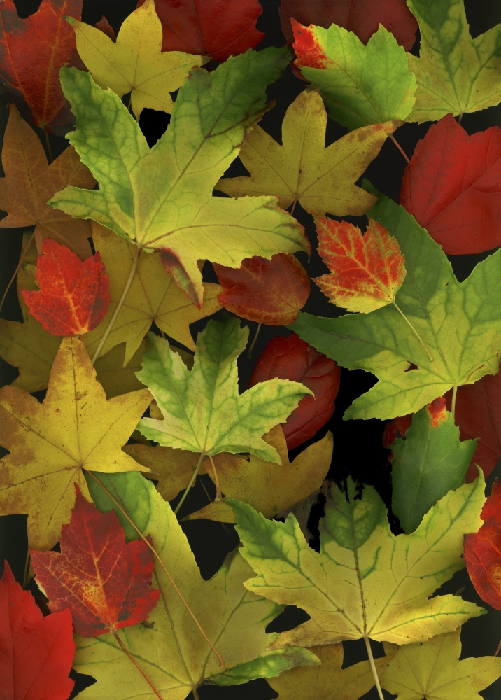 Colorful Autumn Leaves Poster Print by Deddeda, 24 x 34 - Large
