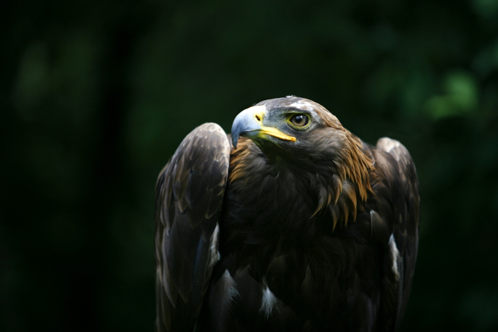 Golden Eagle Aquila Chrysaetos Poster Print by Deddeda, 34 x 22 - Large