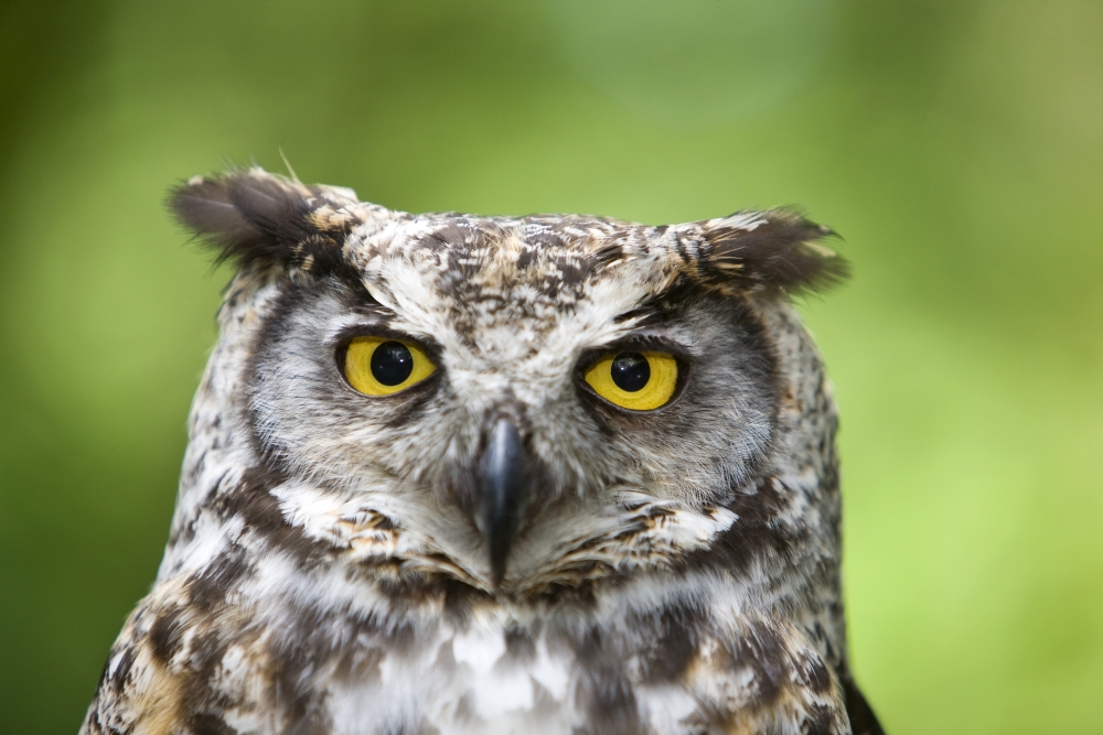 Great Horned Owl Bubo Virginianus Poster Print by Deddeda - 17 x 11