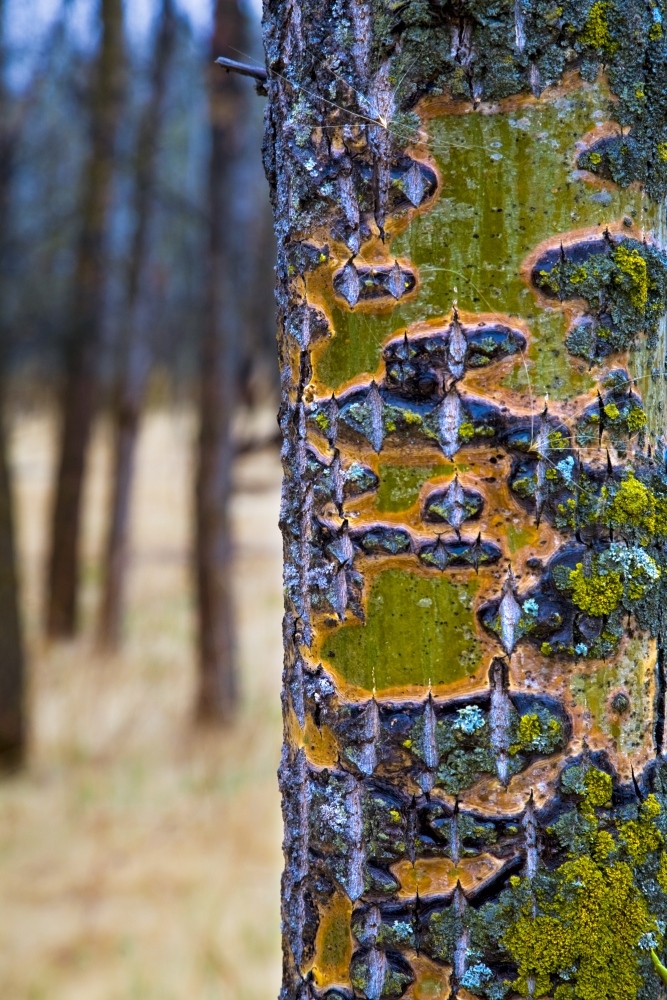 Tree Trunk Poster Print by Richard Wear, 11 x 17