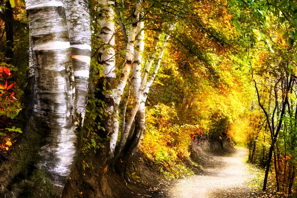 Birch Trees & Path Poster Print by Chris & Kate Knorr, 18 x 12