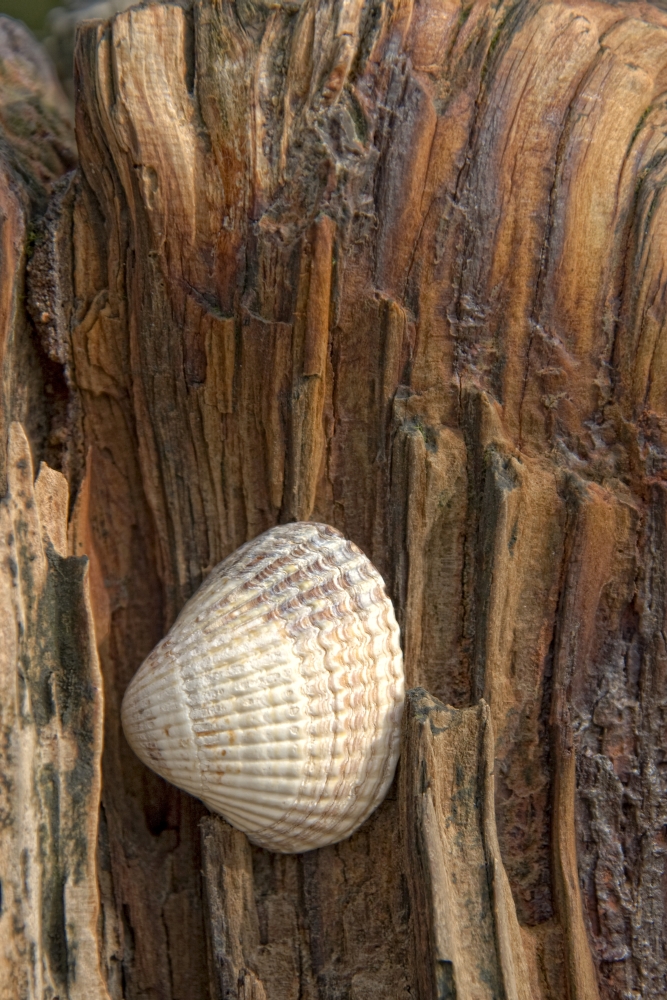 Sea Shell On Driftwood Poster Print by John Short - 11 x 17