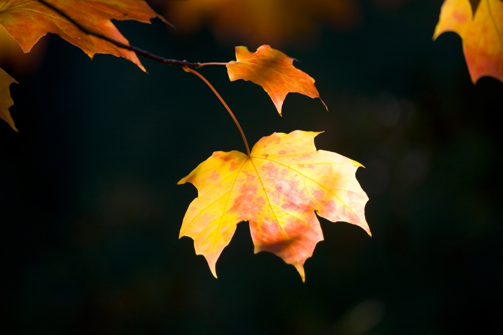 Fall Leaf Poster Print by Craig Tuttle - 19 x 12