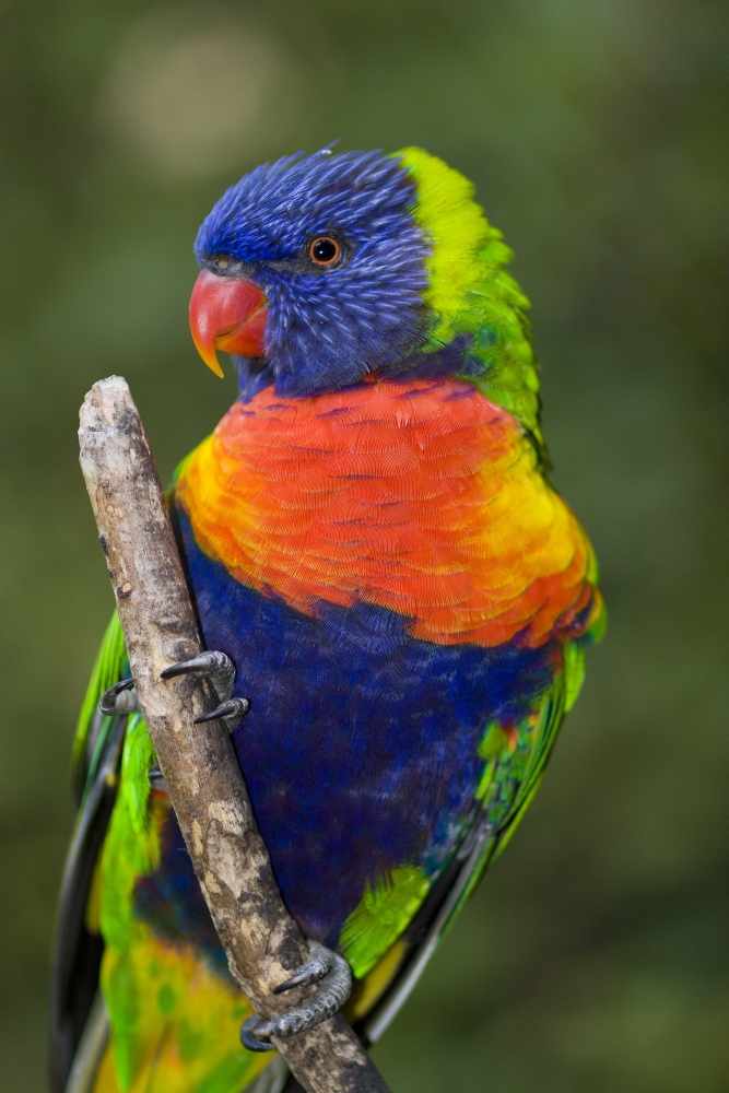 Swainsons Lorikeet Poster Print by Craig Tuttle, 12 x 19